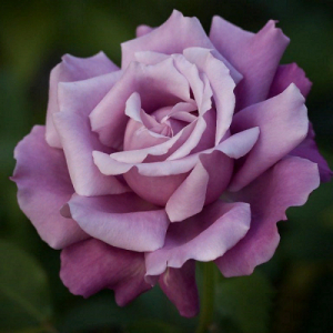 R554 ШАРЛЬ ДЕ ГОЛЛЬ