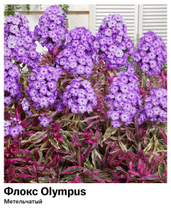 Флокс Olympus (Метельчатый)