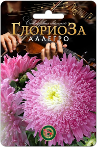 Астра китайская Глориоза Аллегро