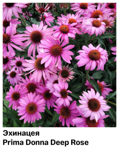 Эхинацея Prima Donna Deep Rose