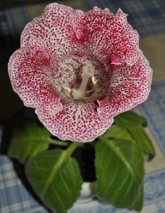 Глоксиния Императрица красный леопард цв/п  5 шт