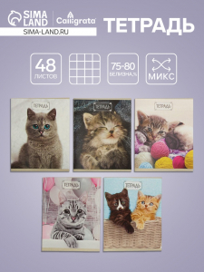 Тетрадь 48 листов в клетку Calligrata «Милые котята», серые листы, МИКС