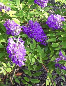 Глициния frutescens (сорт 'Longwood Purple')