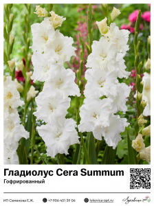Гладиолус Cera Summum (Гофрированный)