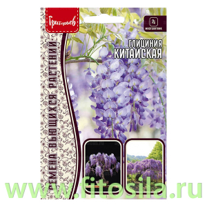 Глициния Китайская 3шт.