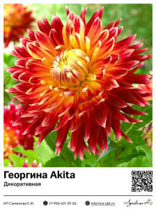 Георгина Akita (Декоративная)