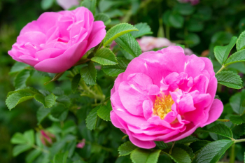 Роза rugosa (сорт 'Passion® Rokoko')