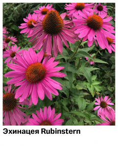 Эхинацея Rubinstern
