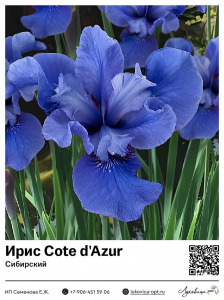 Ирис Cote d'Azur (Сибирский)