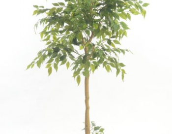 Искусственные цветы, Дерево фикус в горшке 150 см зеленый