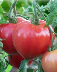 Томат Розовые вершины F1 (Селекция 
