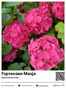 Гортензия крупнолистная Masja (Мася)