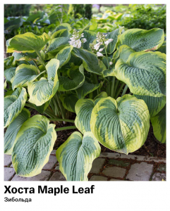 Хоста Maple Leaf (Зибольда)