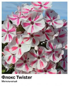 Флокс Twister (Метельчатый)