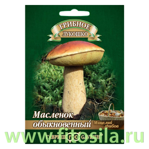 Масленок на зерновом субстрате, больш. пак. 15 мл  (семена для проращивания)