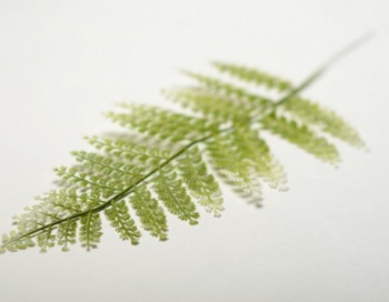 Искусственные цветы, Ветка - лист петрушки (1010237)
