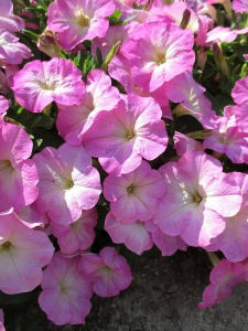 Петуния Лимбо Пинк морн 10 шт