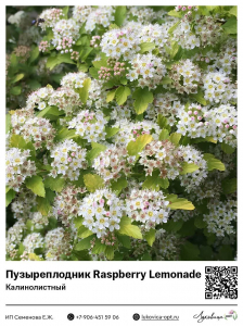 Пузыреплодник калинолистный Raspberry Lemonade (Распберри Лемонад)