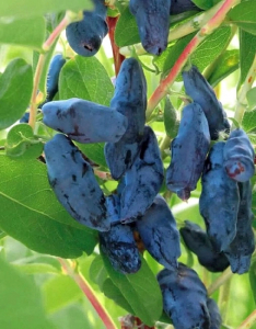 Жимолость съедобная Бакчарская 1 шт