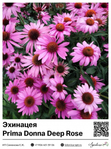 Эхинацея Prima Donna Deep Rose