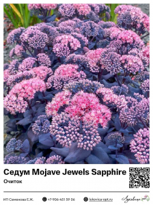 Седум [Очиток] Mojave Jewels Sapphire