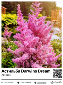 Астильба Darwins Dream (Арендса)