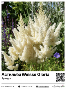 Астильба Weisse Gloria (Арендса)