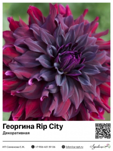 Георгина Rip City (Декоративная)