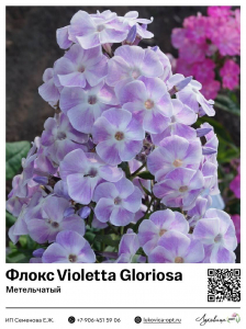 Флокс Violetta Gloriosa (Метельчатый)