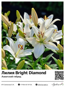 Лилия Bright Diamond (Азиатский гибрид)