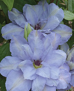 Клематис (сорт 'Blue Cotillion') раннецветущий