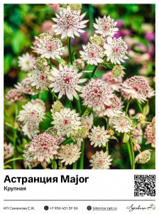 Астранция крупная Major