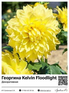 Георгина Kelvin Floodlight (Декоративная)