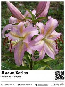 Лилия Xotica (Восточный [ориентальный] гибрид)