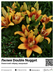 Лилия Double Nugget (Азиатский гибрид, махровый)