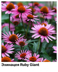Эхинацея Ruby Giant