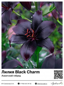 Лилия Black Charm (Азиатский гибрид)