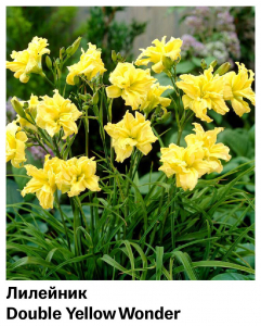 Лилейник Double Yellow Wonder (Махровый)