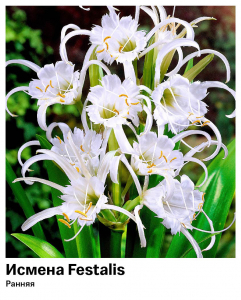 Гименокаллиc [Исмена ранняя] Festalis (Фесталис)