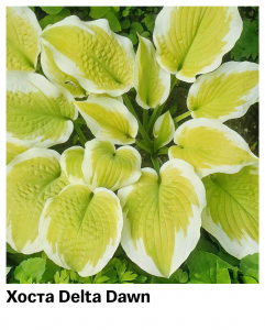 Хоста Delta Dawn