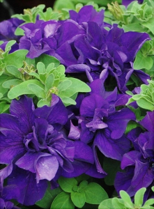 Петуния Дабл Каскад Блю, 10 шт