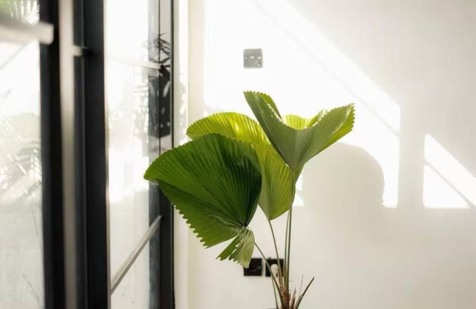 Villa in Canggu, Bali, Indonesia — 3 bedrooms — photo 1