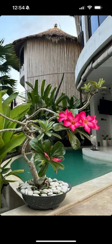 Villa in Ungasan, Bali, Indonesia — 3 bedrooms — photo 3