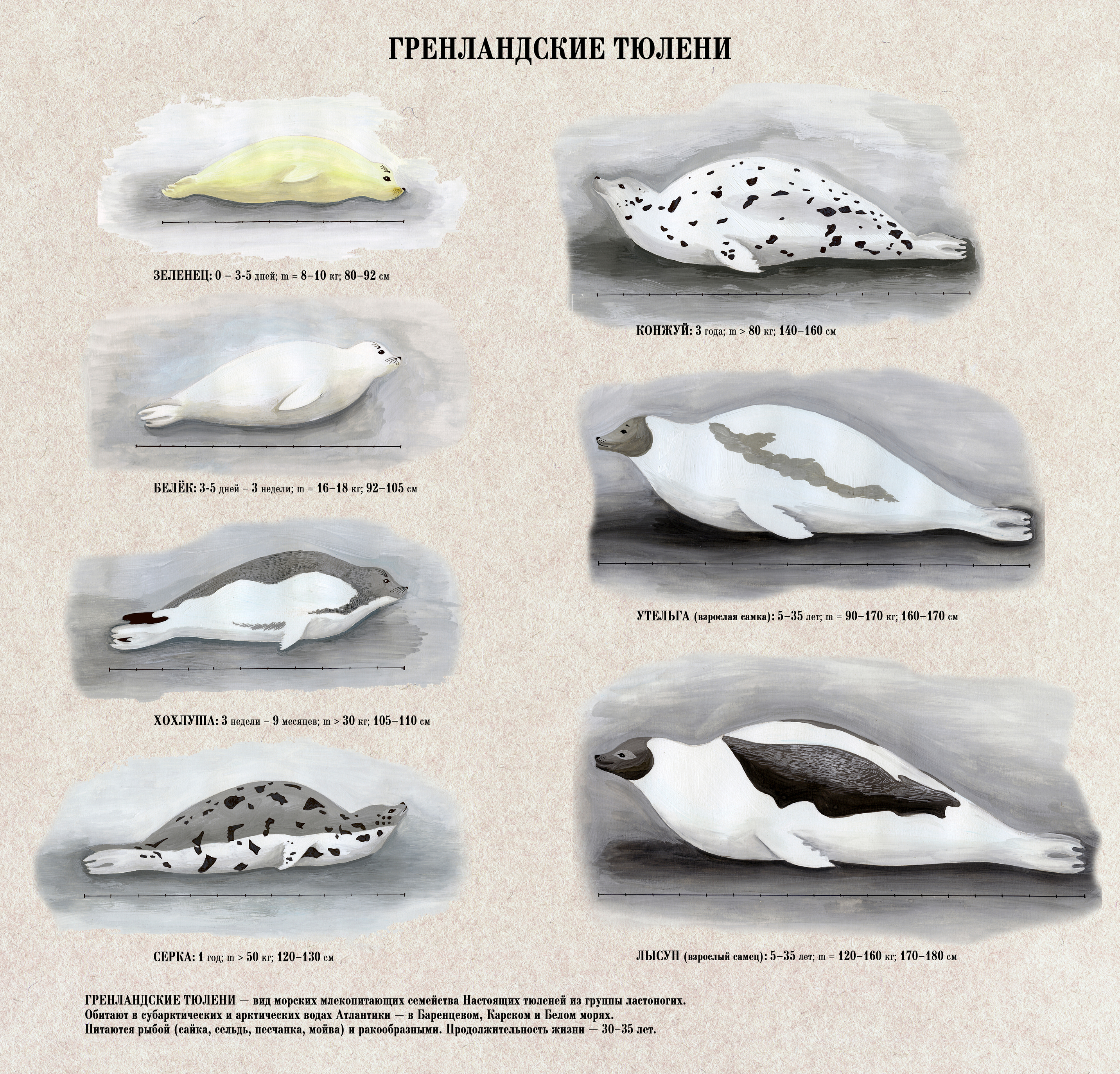Какие бывают тюлени