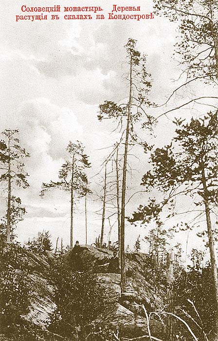 Деревья на скалах Кондострова