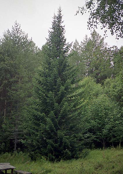 Монастырские лесопосадки в Кондостровскому скиту.