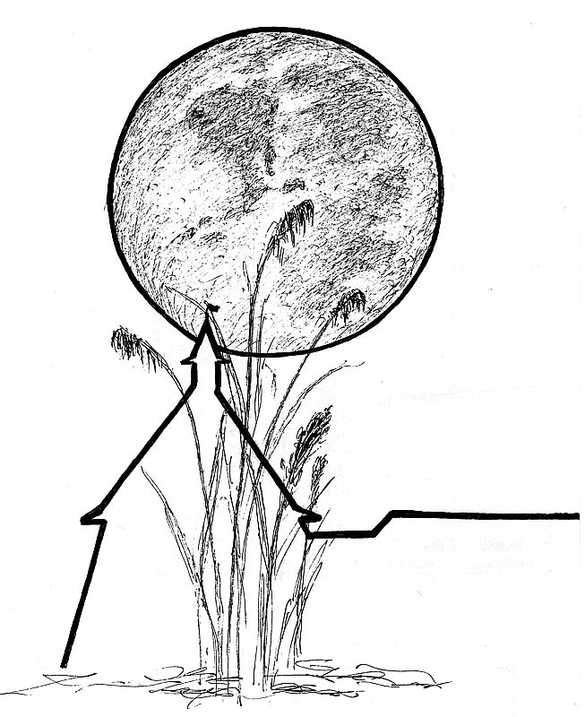 Соловецкой ночью