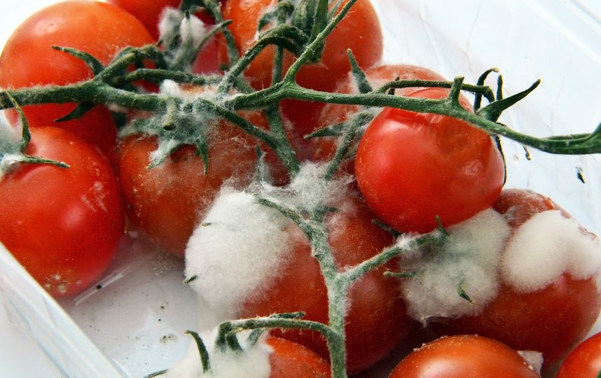 На сегодняшний день известно более 400 видов микотоксинов. Фото Pixabay