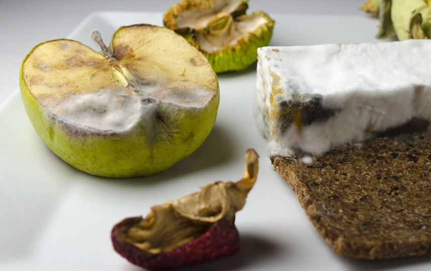 На сегодняшний день известно более 400 видов микотоксинов. Фото Pixabay