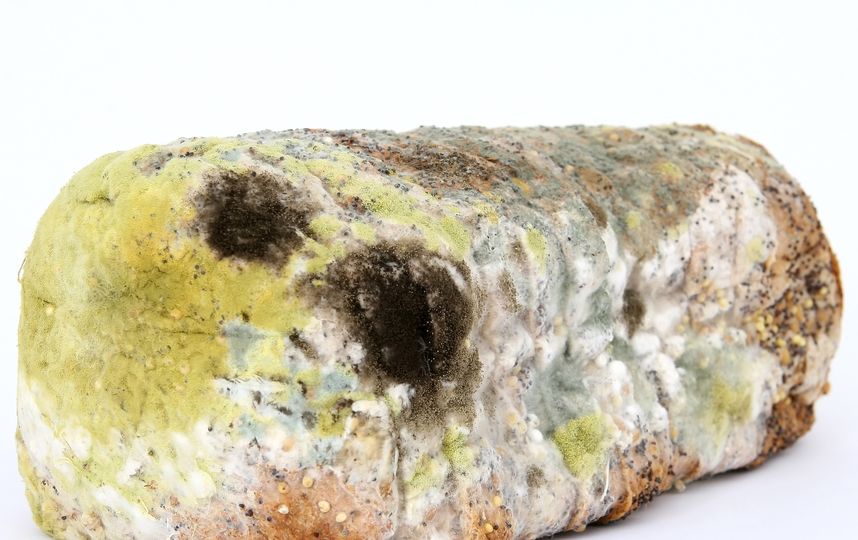 В мягкой пище плесени, развившейся на одном участке, легче проникнуть в другие части продукта. Фото Pixabay